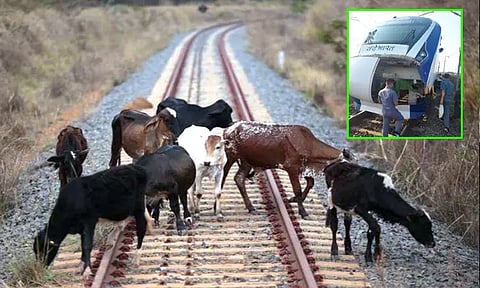 கால்நடைகள் தண்டவாளம் அருகே மேய்ந்தால் கடும் நடவடிக்கை; ரெயில்வே நிர்வாகம் எச்சரிக்கை