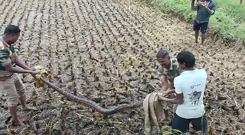 நெல்வயலில் 15 அடி நீள மலைப்பாம்பு சிக்கியது