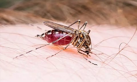 குறிப்பிட்ட மனிதர்களை குறி வைத்து கடிக்கும் கொசுக்கள்...!! விஞ்ஞானிகளின் ஆய்வில் புது தகவல்