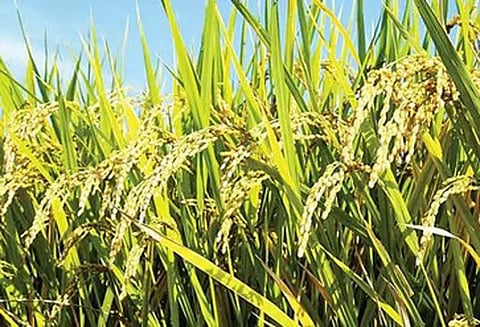 விவசாயிகள் வட்டியில்லா பயிர்க்கடன் பெறலாம்