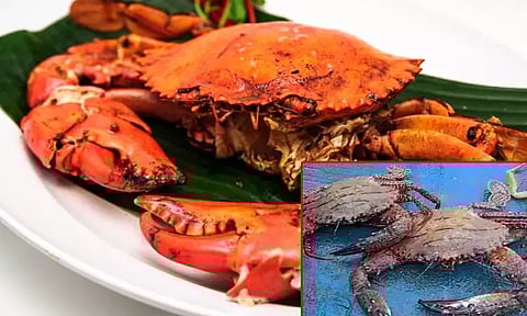 மகளை கடித்த நண்டை உயிருடன் விழுங்கிய தந்தைக்கு மருத்துவமனையில் சிகிச்சை!