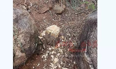 மரங்களை வெட்டுபவர்கள் மீது நடவடிக்கை எடுக்க வேண்டும்