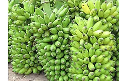 வரத்து அதிகரிப்பால் வாழைத்தார் விலை வீழ்ச்சி