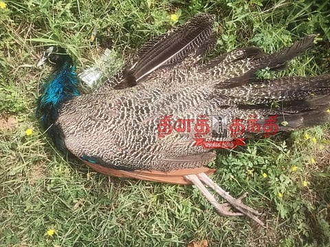 மின்சாரம் தாக்கிமயில் சாவு