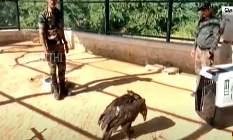 குமரி டூ ஜோத்பூர்... விமானத்தில் பறந்த சினேரியஸ் கழுகு