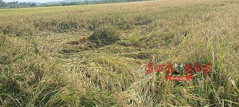 பலத்த மழை எதிரொலி: வீரபாண்டி பகுதியில் நெல் அறுவடை பணி பாதிப்பு