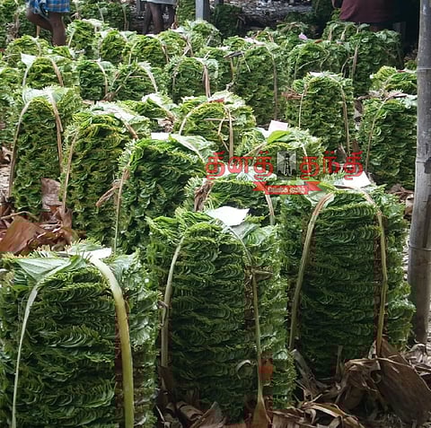 பரமத்திவேலூர் சந்தையில் வெற்றிலை விலை வீழ்ச்சி விவசாயிகள் கவலை