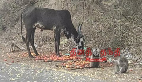 தக்காளி விலை கடும் வீழ்ச்சி