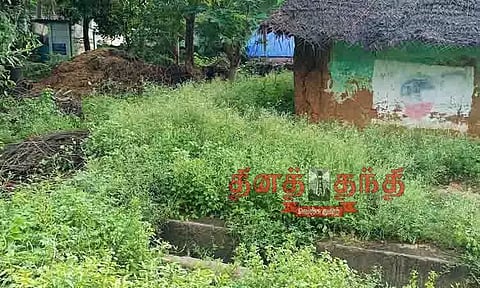 கேடு விளைவிக்கும் பார்த்தீனியம் செடிகள்