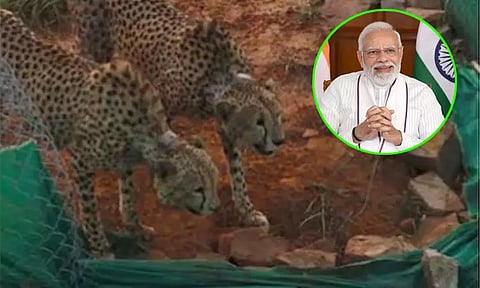 2 சிறுத்தை புலிகள் தனிமைப்படுத்துதலுக்கு பின் வன பகுதியில் விடுவிப்பு; பிரதமர் டுவீட்