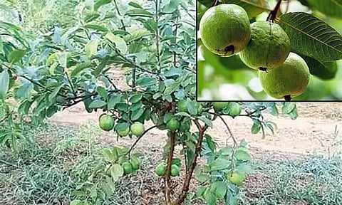 உ.பி.யில் பயங்கரம்: கொய்யாப் பழம் திருடிய நபரை அடித்தே கொலை செய்த கொடூரம்!