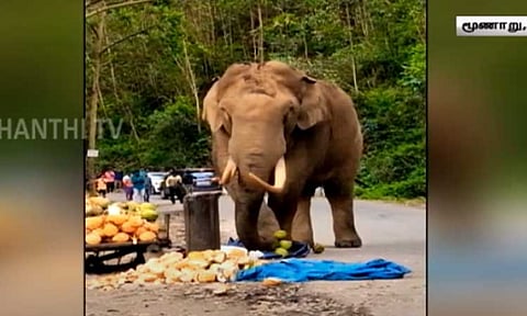 இளநீரைக் குடிக்க 3 மணி நேரம் போக்குவரத்தை ஸ்தம்பிக்க வைத்த காட்டு யானை - வைரல் காட்சிகள்