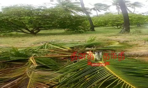 தென்னை மரங்களை சேதப்படுத்திய காட்டு யானைகள்