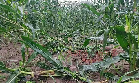 மக்காச்சோள பயிரை சேதப்படுத்திய பன்றிகள்