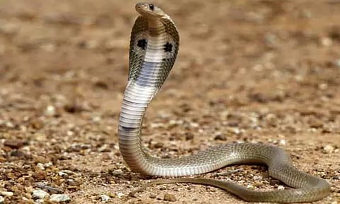 திருவள்ளூர் சப்-கலெக்டர் அலுவலகத்தில் 3 வயது சிறுவனை பாம்பு கடித்தது