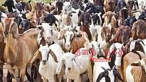 ஆடு, கோழி, பன்றிகள் வளர்க்கும் தொழில் முனைவோருக்கு மானியம்