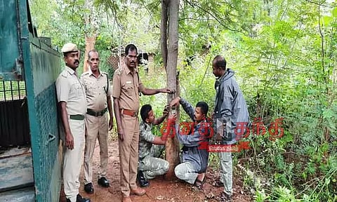 மீண்டும் கரடி நடமாட்டமா? வனத்துறையினர் ரோந்து சென்று கண்காணிப்பு