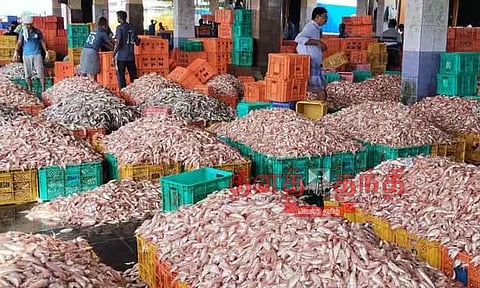 விசைப்படகு மீனவர்கள் வலையில் சிக்கிய கிளி, நாக்கண்டம் மீன்கள்