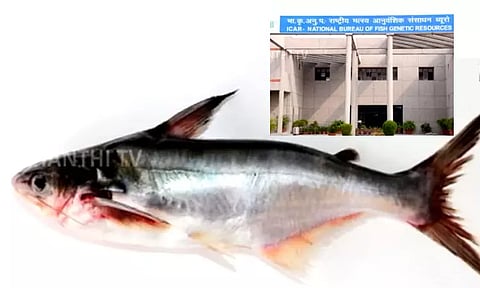 மேட்டூர் அணையில் கண்டறியப்பட்ட புதிய வகை கெளுத்தி