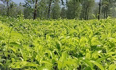 அரசு தேயிலை தோட்ட கழகம் மூடப்படாது