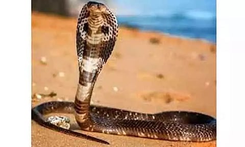 கீழ்பென்னாத்தூர் அருகே பாம்பு கடித்து பெண் சாவு