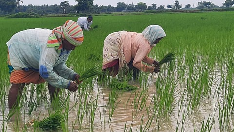 விவசாய நிலங்களில் நடவு பணி தீவிரம்