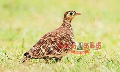 80 ஆண்டுகளுக்கு பிறகு கண்டறியப்பட்ட பறவையினம்