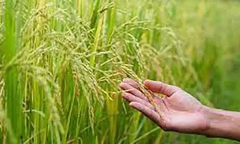 இயற்கை வேளாண் முறையை பாதுகாத்து ரசாயன பயன்பாட்டை குறைக்க வேண்டும் - பிம்ஸ்டெக் நாடுகளுக்கு இந்தியா வலியுறுத்தல்