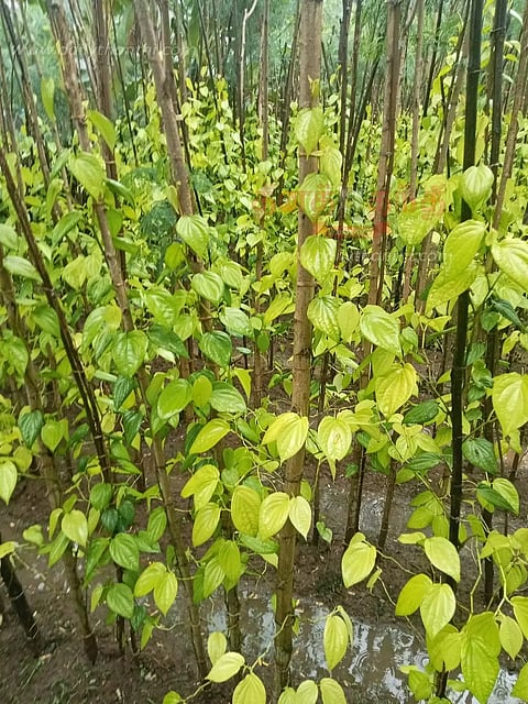 அழிவுப்பாதையில் வெற்றிலை விவசாயம்