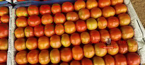 தக்காளி விலை கடும் வீழ்ச்சி