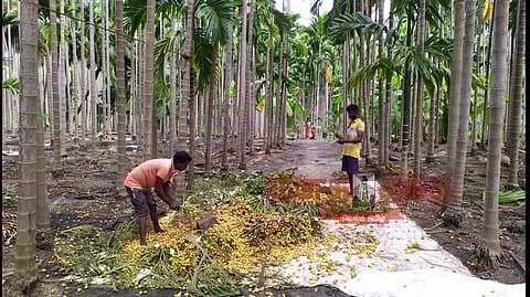 கொல்லிமலை அடிவார பகுதியில் பாக்கு அறுவடை சீசன் தொடங்கியது விளைச்சல் அதிகரிப்பால் விலை குறைந்தது