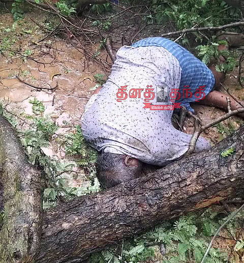 மரம் விழுந்ததில் லாரி டிரைவர் பரிதாப சாவு