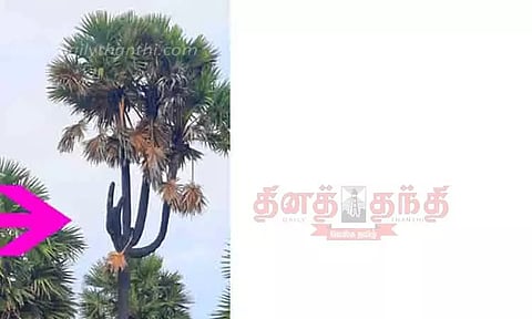 5 கிளைகளுடன் பனைமரம்