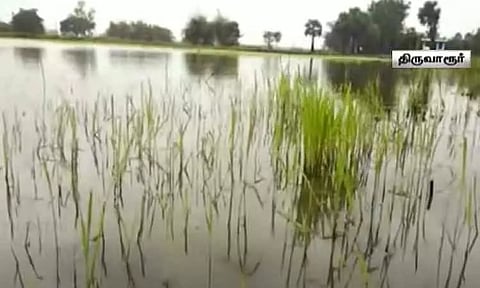 திருவாரூரில் கனமழையால் நீரில் மூழ்கிய சம்பா நெற்பயிர்கள் - விவசாயிகள் கவலை