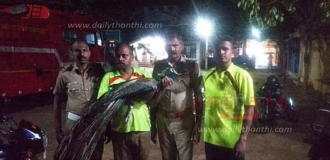 கிணற்றில் விழுந்த மயில் மீட்பு