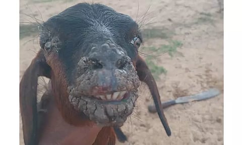 கோமாரி நோய் தாக்கி மரணத்தின் பிடியில் இருக்கும் 1,000 கால்நடைகள்