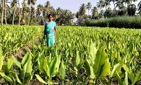 நொய்யல் பகுதிகளில் மஞ்சள்-பூக்கள் விலை வீழ்ச்சி