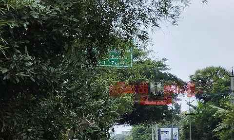 வழிகாட்டி பலகையை மறைத்திருக்கும் மூங்கில் செடிகள்