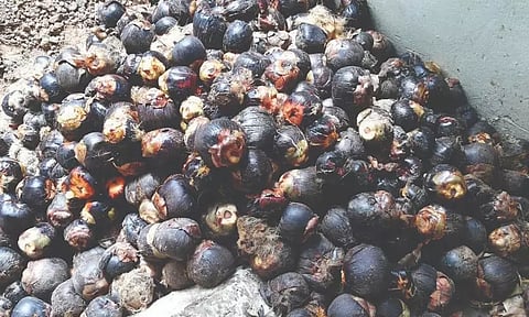 'பனை விதைகள் நடவு செய்ய இது சரியான தருணம்'