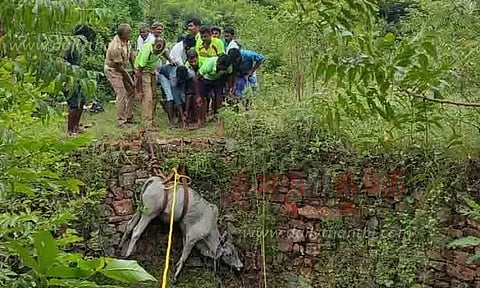 கிணற்றில் தவறி விழுந்த பசு உயிருடன் மீட்பு