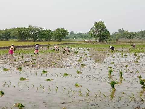 கிராமிய பாடல் பாடி நடவு பணியில் ஈடுபட்ட பெண் தொழிலாளர்கள்