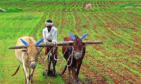 சம்பா பயிரை காப்பீடு செய்ய கால அவகாசம் நீட்டிப்பு - வேளாண்மைத்துறை அறிவிப்பு