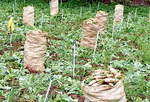 வேளாண் காடு வளர்ப்பு திட்டத்தில் செம்மரம், தேக்கு மரக்கன்றுகள் விவசாயிகளுக்கு வினியோகம்-வேளாண்மை உதவி இயக்குனர் தகவல்