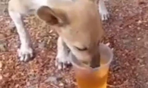 அவினாசி அருகே நாய்க்கு மது கொடுத்து ஆட்டம் போட வைத்த போதை ஆசாமி