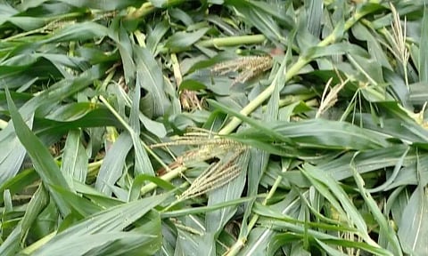 மக்காச்சோள பயிர்களை காட்டுப் பன்றிகள் நாசம் செய்து வருகிறது