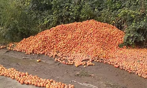 கடும் விலை வீழ்ச்சி: கோவையில் தக்காளிகளை சாலையோரம் கொட்டும் விவசாயிகள்