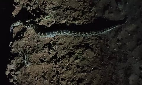 மாலை நேரங்களில் நடமாடும் மலைப்பாம்புகள்