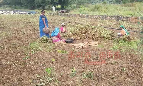 தொடர் மழையால் அறுவடைக்கு முன்பே முளைத்த கடலை செடிகள்