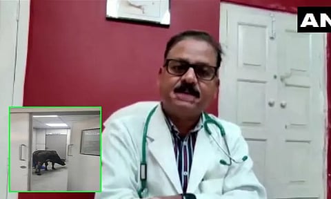 மத்திய பிரதேசம்: ஐ.சி.யூ.வில் சுற்றி திரிந்து, மருத்துவ கழிவுகளை உண்ட பசு