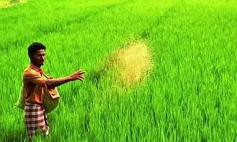 சம்பா நெற்பயிரை காப்பீடு செய்ய இன்று கடைசி நாள் - வேளாண்மை துறை